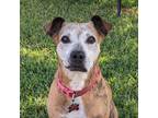 Adopt Bosque a Brindle - with White Catahoula Leopard Dog / Mixed dog in Hewitt