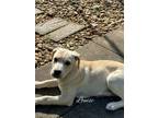 Adopt Louise a Tan/Yellow/Fawn Labrador Retriever / Mixed dog in Sweetwater