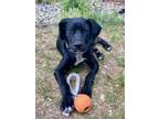 Adopt Chaos a Border Collie / Beagle / Mixed dog in Penticton, BC (41473120)