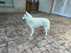 Adopt Thor a White Husky / Mixed dog in Friendswood, TX (41473118)