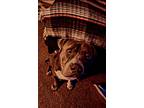 Adopt Roscoe a Gray/Blue/Silver/Salt & Pepper Staffordshire Bull Terrier / Mixed
