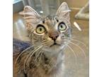 Adopt Papaya a Domestic Mediumhair / Mixed (medium coat) cat in Walnut Creek