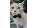 Adopt Tobias POLYDACTYL a Cream or Ivory Domestic Shorthair / Mixed (short coat)