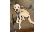Adopt Milo a Tan/Yellow/Fawn - with White Akita / Husky / Mixed dog in