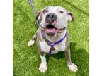 Adopt Remy a American Pit Bull Terrier / Mixed dog in Des Moines, IA (41473049)