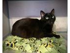 Adopt Myrtle* a Domestic Shorthair / Mixed cat in Pomona, CA (41473037)