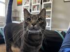 Adopt Madison (bonded with George) a Gray, Blue or Silver Tabby American