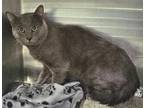 Adopt Charlie a Domestic Shorthair / Mixed cat in Pomona, CA (41473034)