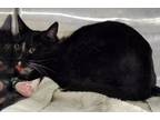 Adopt Wally a Domestic Shorthair / Mixed cat in Pomona, CA (41473033)
