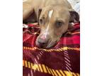 Adopt Chavo a Red/Golden/Orange/Chestnut American Pit Bull Terrier / Mixed dog