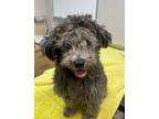 Adopt Finn a Shih Tzu / Mixed dog in San Luis Obispo, CA (41473029)