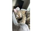 Adopt Alma a Brown Tabby Tabby / Mixed (medium coat) cat in Fort Wayne