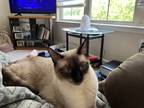 Adopt Spyro a Brown or Chocolate (Mostly) Siamese / Mixed (short coat) cat in