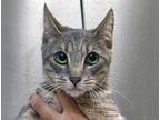 Adopt a Gray or Blue Domestic Shorthair cat in Wildomar, CA (41473087)