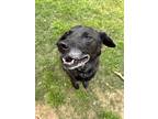 Adopt Hank a Black - with Gray or Silver Labrador Retriever / Mixed dog in