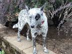 Adopt Cricket a White - with Black Australian Cattle Dog / Mixed dog in