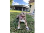Adopt Nola a Tan/Yellow/Fawn - with White American Pit Bull Terrier / Mixed dog