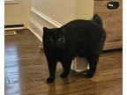 Adopt Sushi a All Black Domestic Shorthair / Mixed (short coat) cat in
