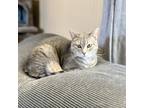 Adopt Noodle a Gray or Blue (Mostly) American Shorthair / Mixed (short coat) cat