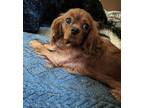 Adopt Tammy a Red/Golden/Orange/Chestnut Cavalier King Charles Spaniel / Mixed