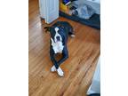 Adopt Bia a Black - with White American Pit Bull Terrier / Mixed dog in Inkster
