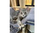 Adopt Tamara a Gray, Blue or Silver Tabby Tabby (short coat) cat in West Newton