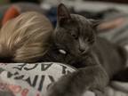 Adopt Finn a Gray or Blue Domestic Shorthair / Mixed (short coat) cat in