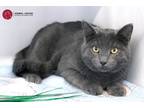 Adopt Spencer a Gray, Blue or Silver Tabby American Shorthair (short coat) cat