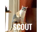 Adopt Scout a Gray, Blue or Silver Tabby American Shorthair / Mixed (short coat)