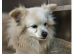 Adopt a Mixed Breed (Small) / Mixed dog in Spokane Valley, WA (41473025)