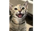 Adopt Grace a Spotted Tabby/Leopard Spotted Tabby / Mixed (medium coat) cat in