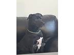 Adopt Paco a Black - with White American Pit Bull Terrier / Labrador Retriever /