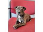 Adopt Tomato a Pit Bull Terrier / Mixed dog in Topeka, KS (41473014)