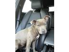 Adopt Kelli a Gray/Blue/Silver/Salt & Pepper American Staffordshire Terrier /
