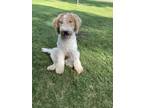 Adopt Opal a White - with Tan, Yellow or Fawn Sheepadoodle / Mixed dog in Long