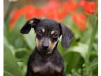 Adopt Dilly - Pending Adoption a Black - with Tan, Yellow or Fawn Dachshund /