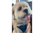 Adopt Toby a Brindle - with White Lhasa Apso / Mixed dog in COLUMBUS