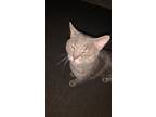 Adopt Symba a Gray, Blue or Silver Tabby Tabby / Mixed (short coat) cat in Fort