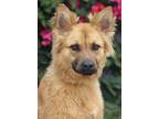 Adopt Baron von Borna a Tan/Yellow/Fawn German Shepherd Dog / Mixed dog in Los