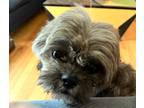Adopt BRETT in RHODE ISLAND a Brindle Shih Tzu / Mixed dog in West Warwick