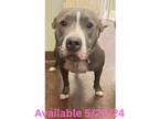 Adopt Dog Kennel #38 a American Pit Bull Terrier / Mixed Breed (Medium) / Mixed