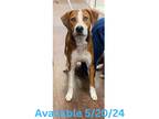 Adopt Dog Kennel #38 a Beagle / Mixed Breed (Medium) / Mixed dog in Greenville