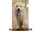 Adopt Dog Kennel #9 a Great Pyrenees / Mixed Breed (Medium) / Mixed dog in