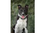 Adopt Legacy a Border Collie / American Pit Bull Terrier / Mixed dog in