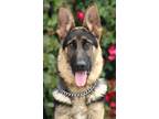 Adopt Commander von Colbe a Black - with Tan, Yellow or Fawn German Shepherd Dog