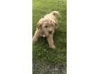 Adopt Teddy a Tan/Yellow/Fawn Goldendoodle / Mixed dog in Holly Springs