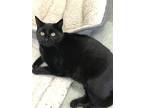 Adopt Izzy a All Black Domestic Shorthair / Mixed (short coat) cat in