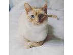 Adopt Stella a White (Mostly) American Shorthair / Mixed (short coat) cat in