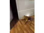 Adopt BOOMER a Red/Golden/Orange/Chestnut Beagle / Mixed dog in Gastonia