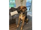 Adopt Ladybird a Black - with Tan, Yellow or Fawn Foxhound / Mixed dog in